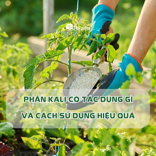 Phân kali có tác dụng gì?