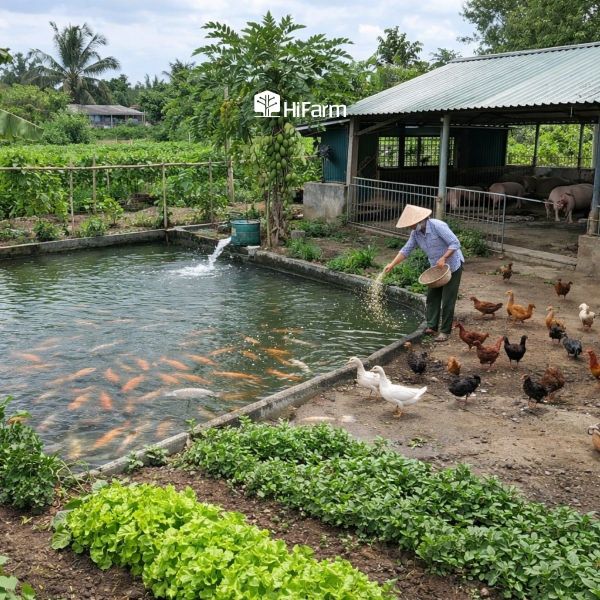 Nông nghiệp tuần hoàn tại Việt Nam đang phát triển mạnh mẽ