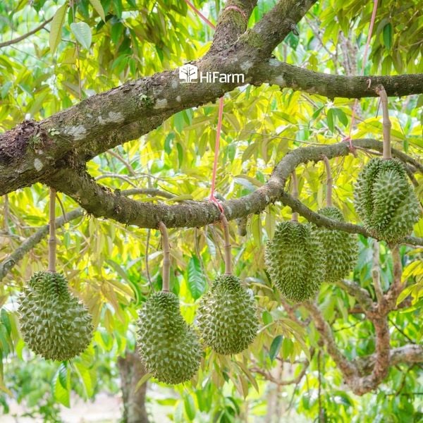 Tỉa cành, tạo tán phục hồi sầu riêng sau thu hoạch