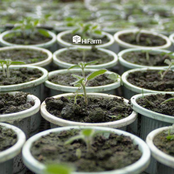 Chọn loại giá thể nào cho cây trồng trong nhà kính