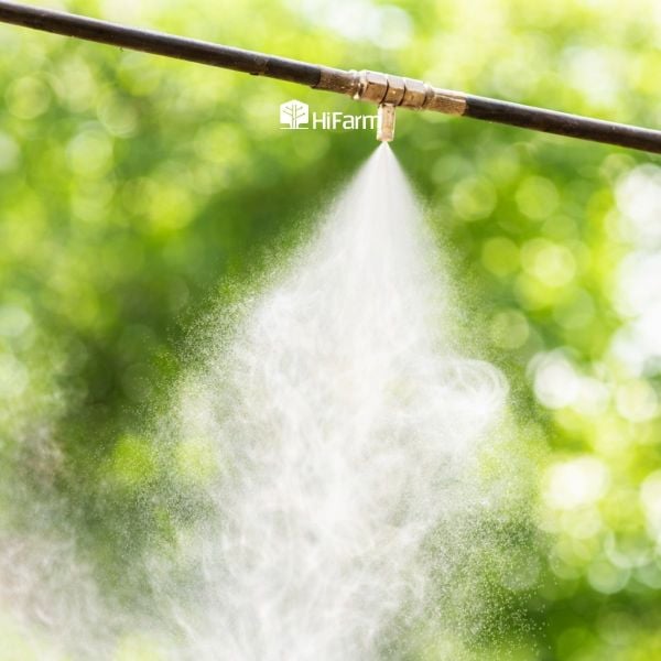 Hệ thống tưới phun sương trong nhà màng