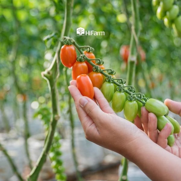 Cách thu hái cà chua cherry đúng kỹ thuật