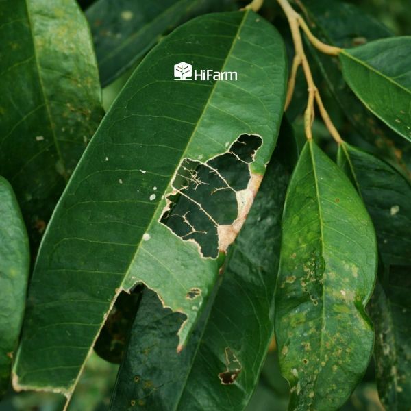 Những biểu hiện thường thấy khi lá sầu riêng bị cháy