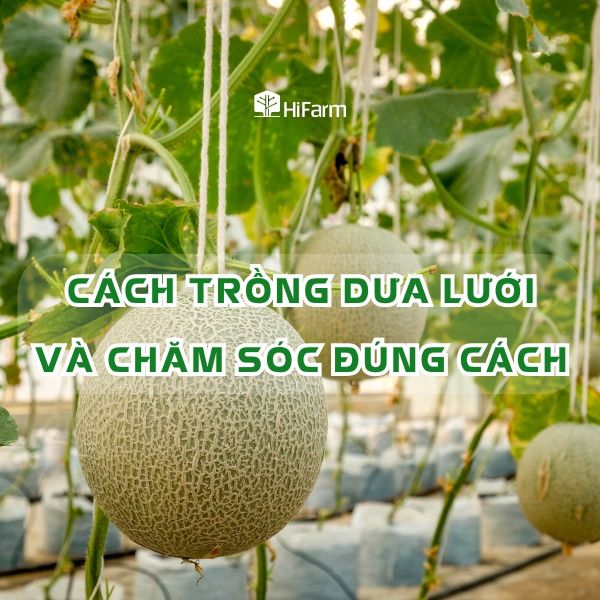 Cách trồng dưa lưới và chăm sóc đúng cách