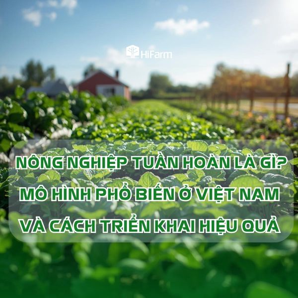 Tổng quan nông nghiệp tuần hoàn và các mô hình phổ biến tại Việt Nam