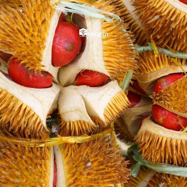 Trồng Musang King ruột đỏ tại Việt Nam và những lưu ý cho nhà vườn