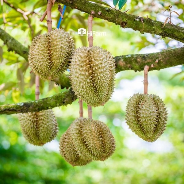 Mùa vụ sầu riêng không kéo dài quanh năm