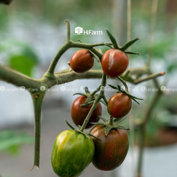 Kỹ thuật trồng và chăm sóc cà chua socola đảm bảo năng suất và chất lượng cao