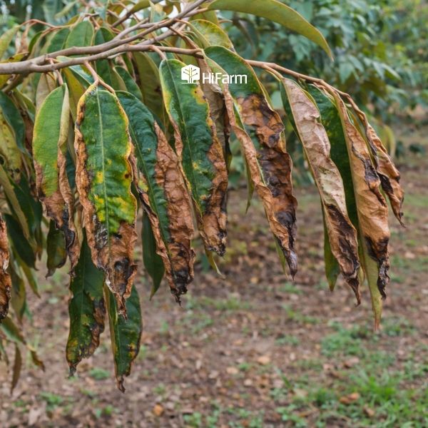 Phân bón gây nên bệnh cháy lá sầu riêng