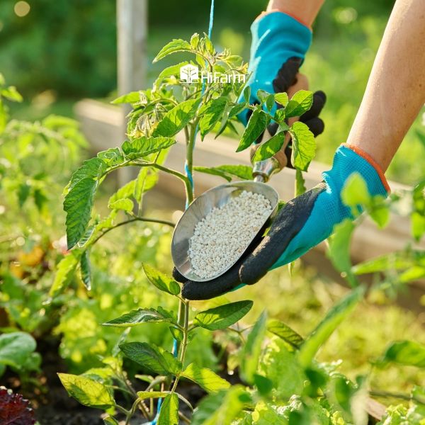 Bón thúc vào giai đoạn cây đang phát triển và sinh trưởng