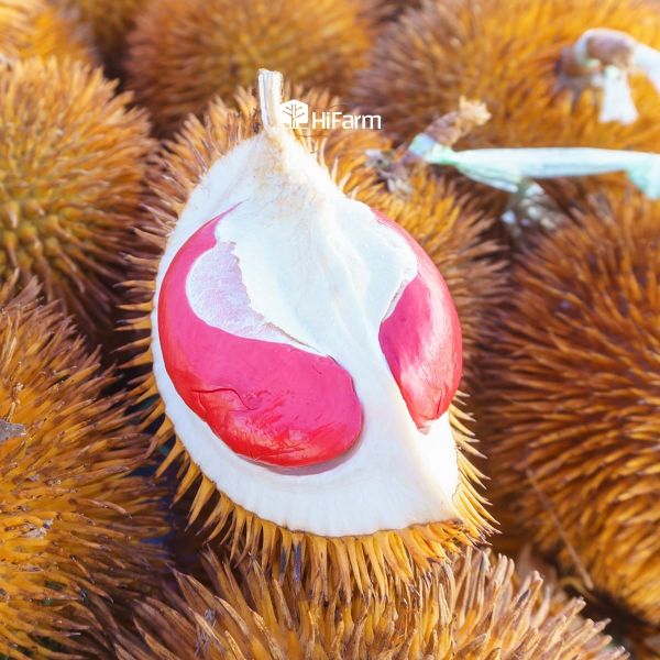 Hướng dẫn kỹ thuật trồng Musang King ruột đỏ