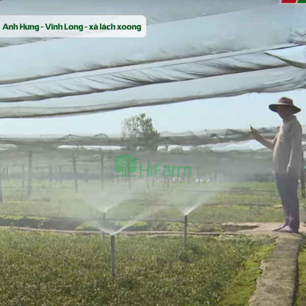 Hệ thống tưới thông minh cho vườn xà lách xoong