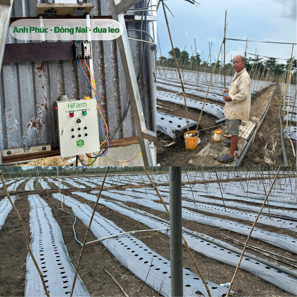 Hệ thống tưới thông minh cho vườn dưa leo, bầu bí