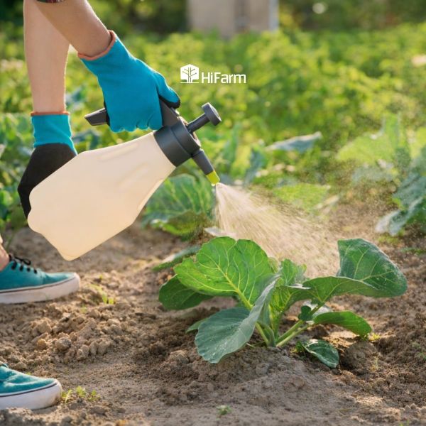 Phun đúng kỹ thuật giúp cây hấp thu dinh dưỡng qua lá hiệu quả hơn