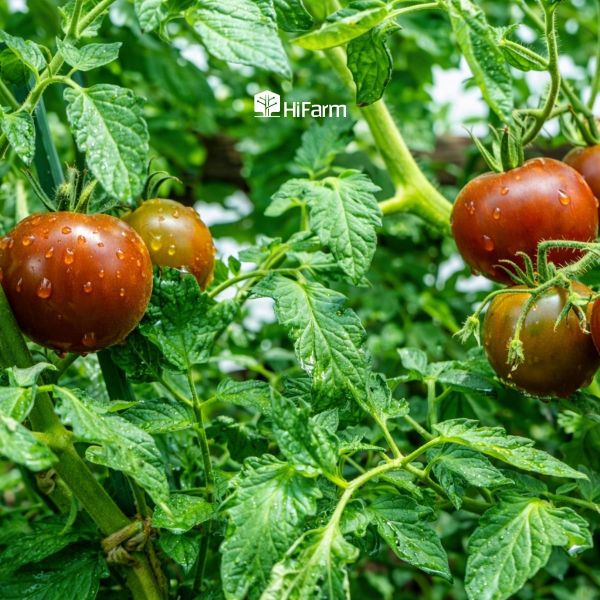 Lượng nước tưới phù hợp cho sự phát triển cà chua socola