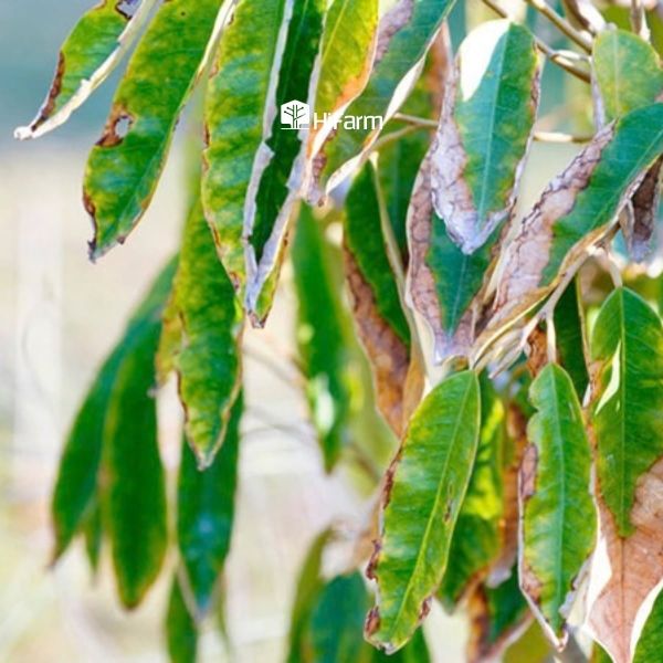 Sầu riêng bị cháy lá xuất phát từ thiếu nước ở giai đoạn làm bông