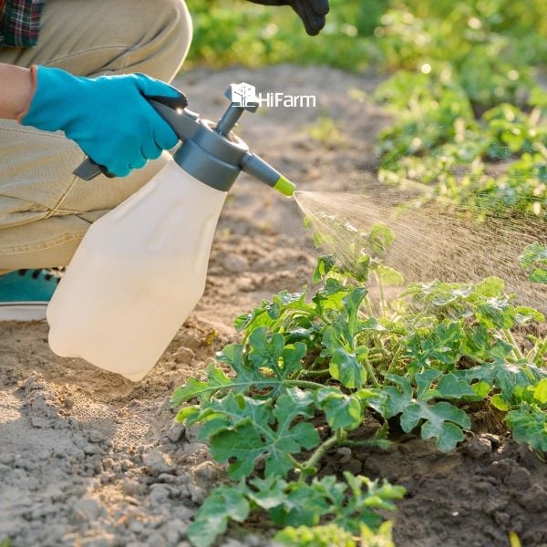 Phân bón lá hỗ trợ cây con và thúc đẩy phát triển thân lá