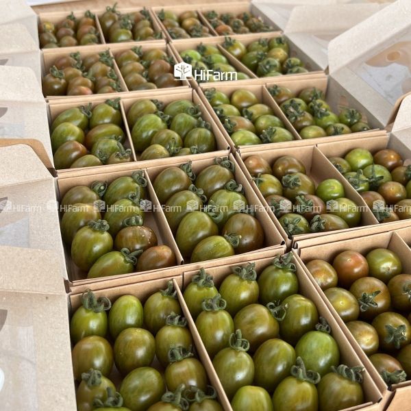 Bao lâu thì thu hoạch cà chua socola?