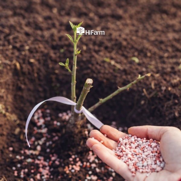 Bón lót theo hốc hoặc hố trồng