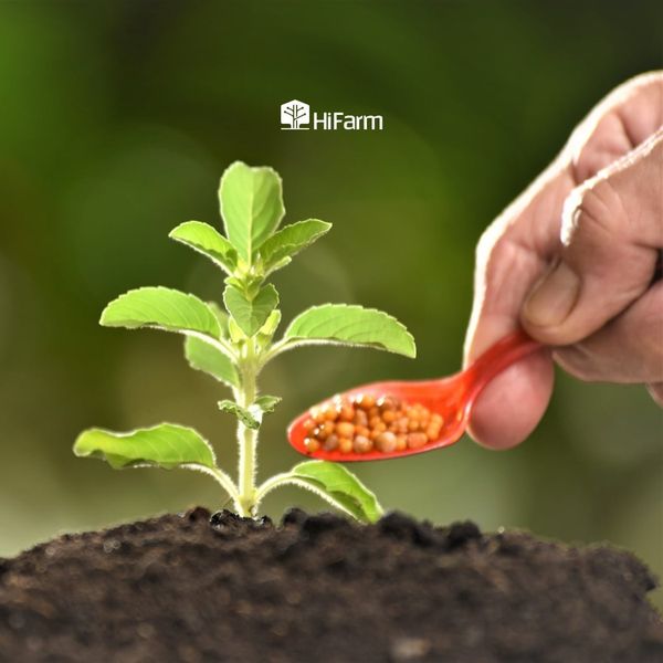 Bón phân an toàn cân đối