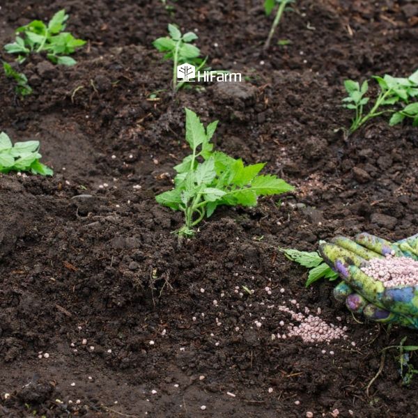 Bón thúc theo hàng hoặc rãnh