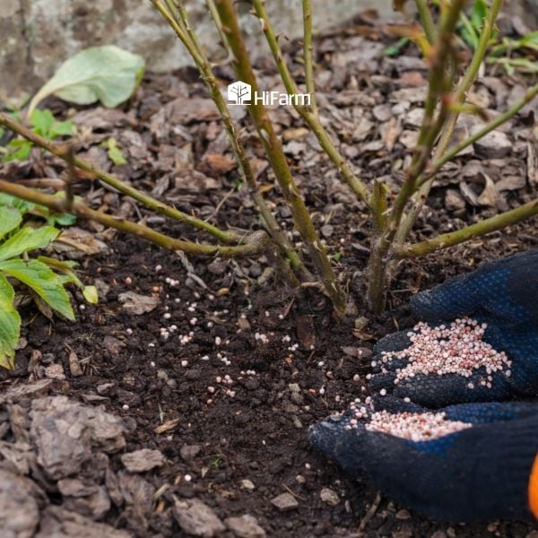 Bón thúc theo từng hốc đất