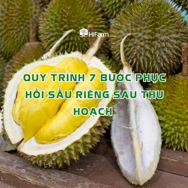 Quy trình 7 bước phục hồi sầu riêng sau thu hoạch hiệu quả