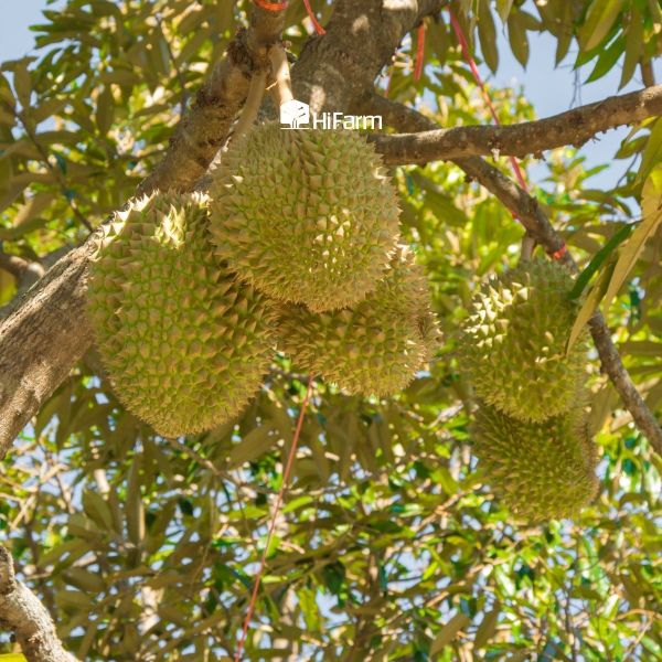 Tác động của giống sầu riêng đến mùa vụ