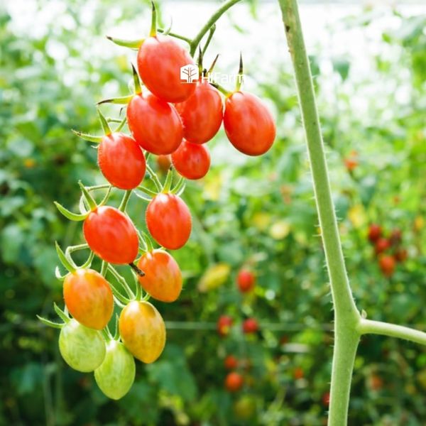 Các giống cà chua cherry phổ biến