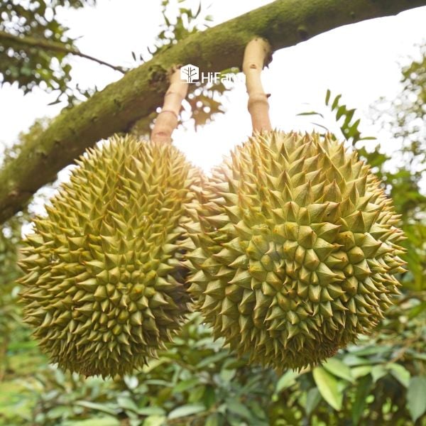 Cách nhận biết sầu riêng ngon đúng mùa