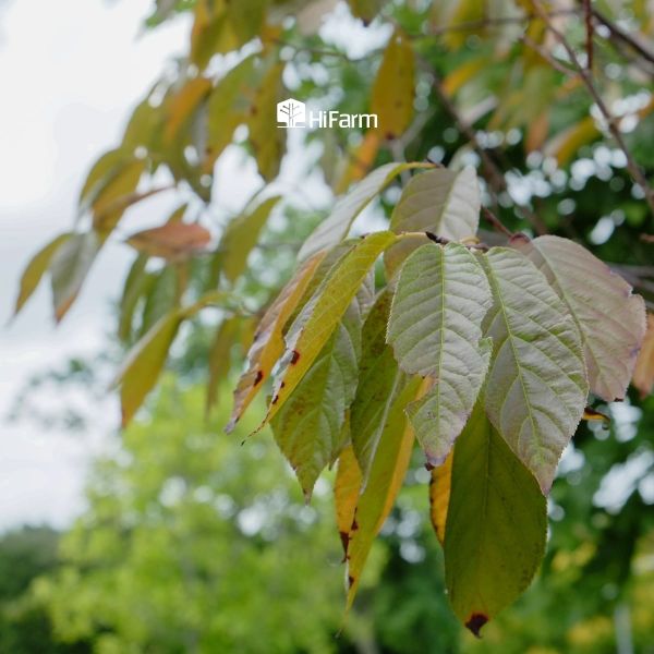 Cây thiếu kali sẽ như thế nào?