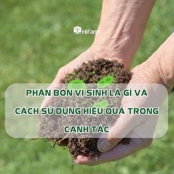 Tìm hiểu phân bón vi sinh và cách áp dụng hiệu quả trong nông nghiệp