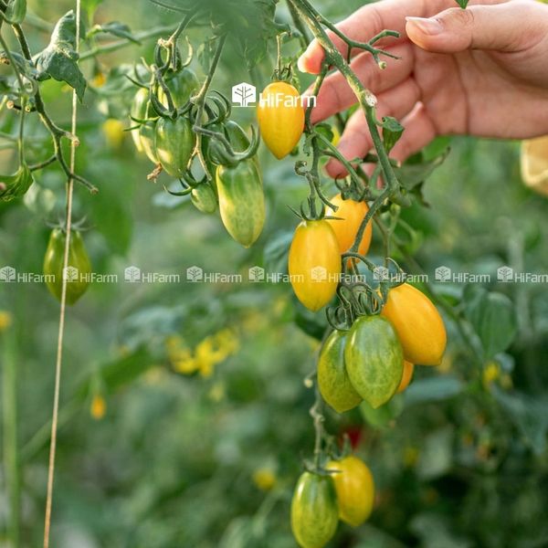 Chăm sóc cà chua cherry sau trồng