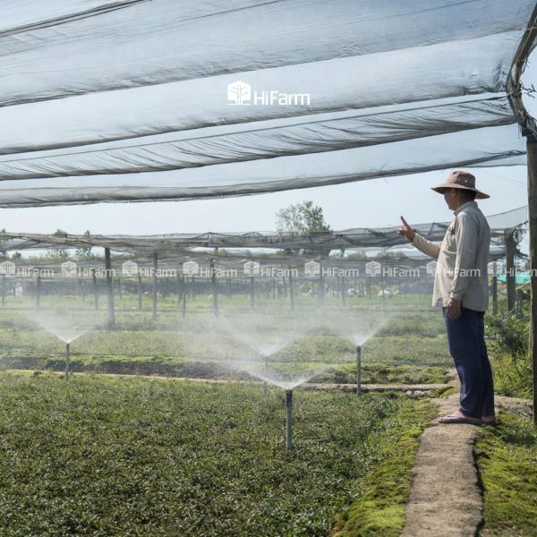 Điểm mạnh và điểm hạn chế của hệ thống tưới thông minh