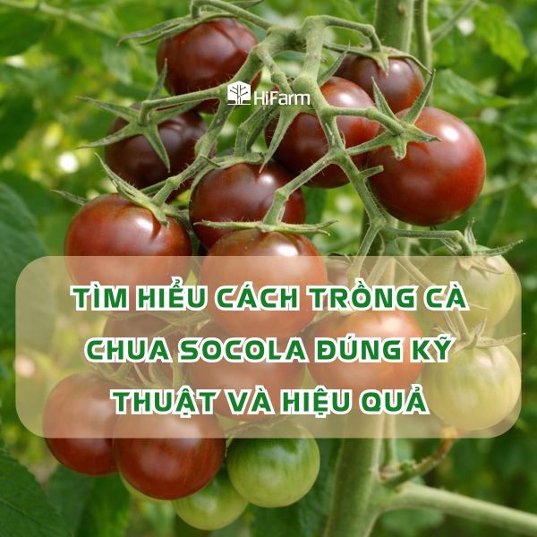Tìm hiểu cách trồng cà chua socola hiệu quả và bền vững