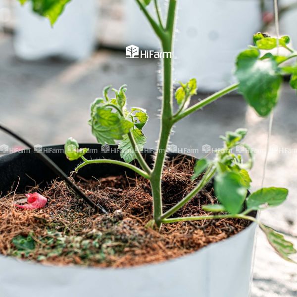Chuẩn bị giống và đất trồng