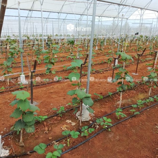 Tưới nhỏ giọt hiện đang được ưa chuộng với các nhà màng công nghệ cao