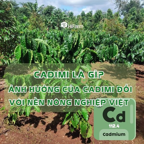 Cadimi là gì? Ảnh hưởng của Cadimi đến ngành nông nghiệp Việt