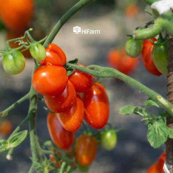 Đặc điểm của cà chua cherry