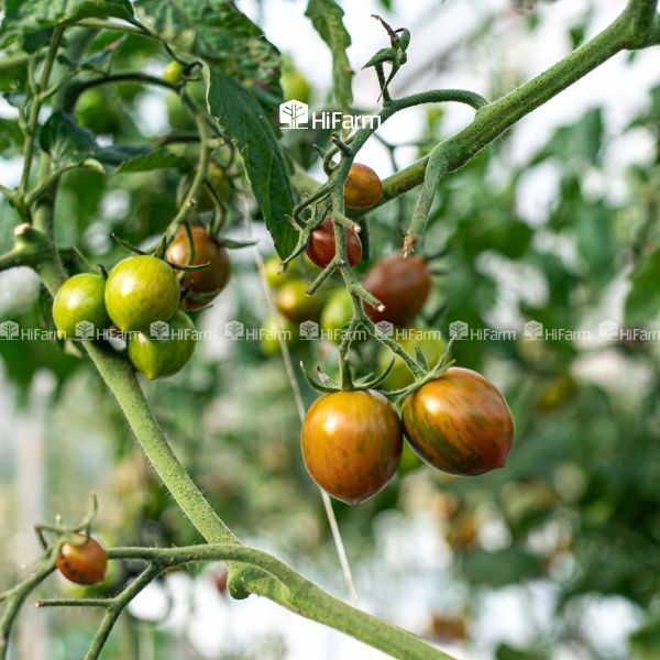 Đặc điểm của cà chua socola