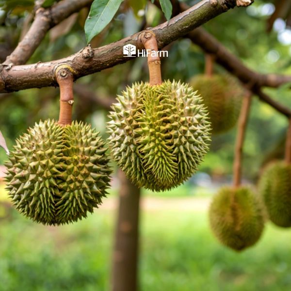 Đặc trưng cây sầu riêng