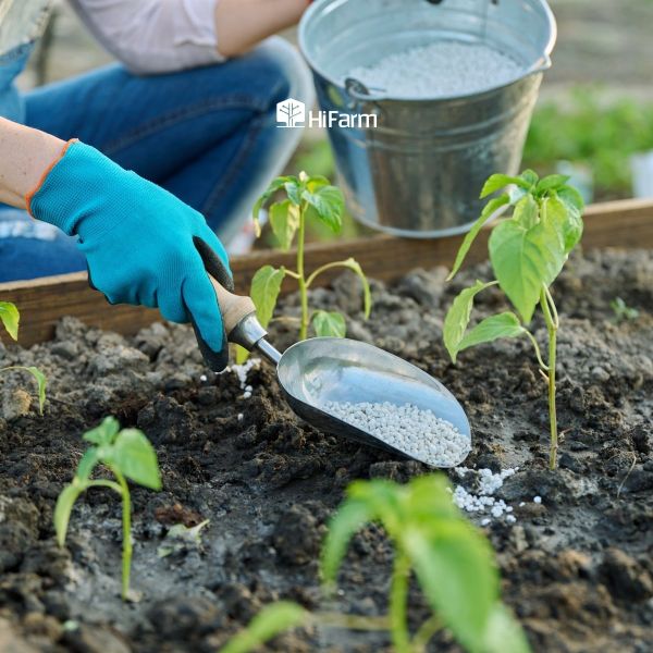 Cách bón phân kali để đạt năng suất tối ưu cho cây trồng