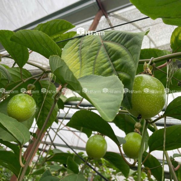 Các tiêu chí để sản phẩm được xem là nông sản sạch