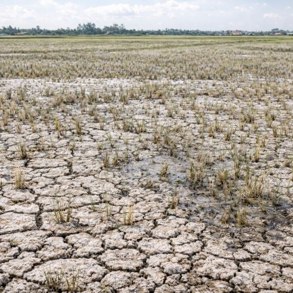 Hạn chế sử dụng phân đạm amoni trên đất mặn