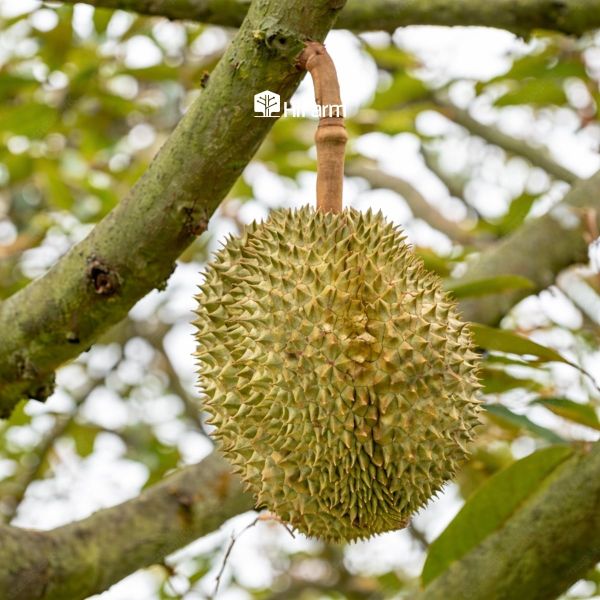 Nhận biết thời điểm thu hoạch sầu riêng qua phần cuống