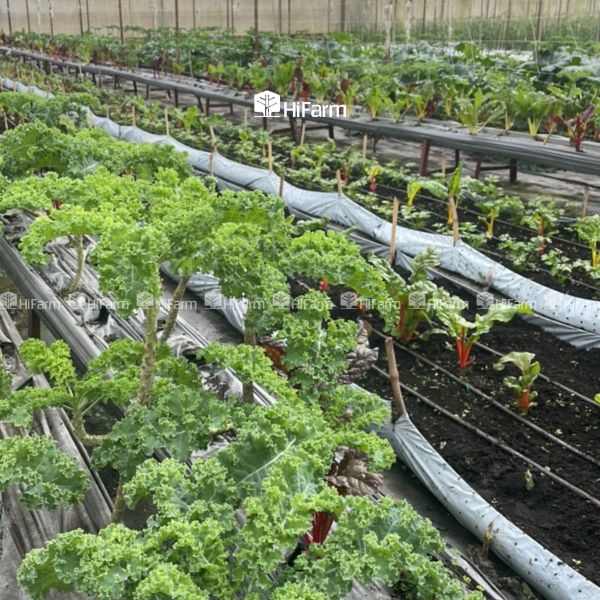 Ảnh hưởng của điều kiện tự nhiên đến nông nghiệp tuần hoàn