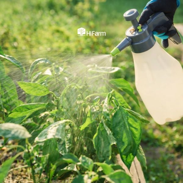 Tác dụng của phân bón lá theo từng giai đoạn sinh trưởng của cây