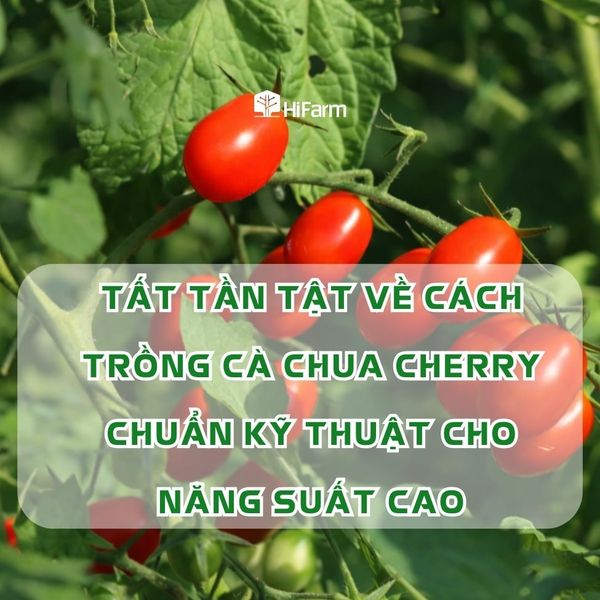 Tất tần tật về cách trồng cà chua cherry chuẩn kỹ thuật cho năng suất cao