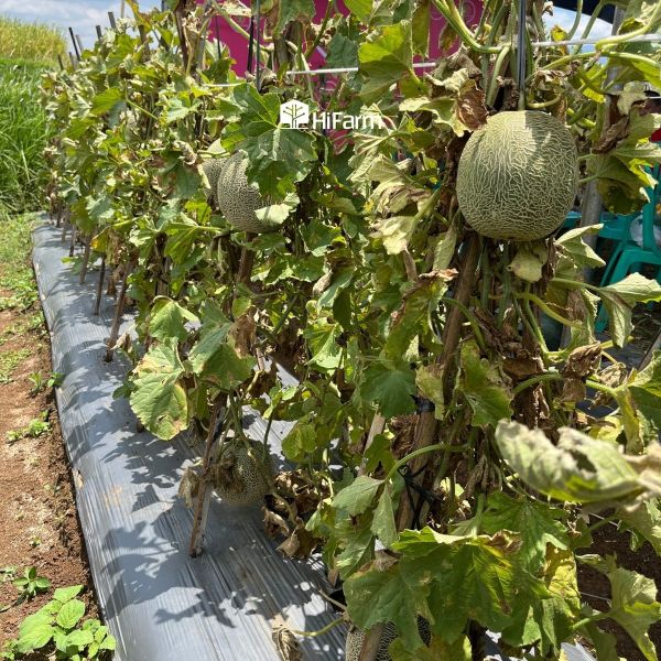 Cách trồng dưa lưới trong điều kiện ngoài trời