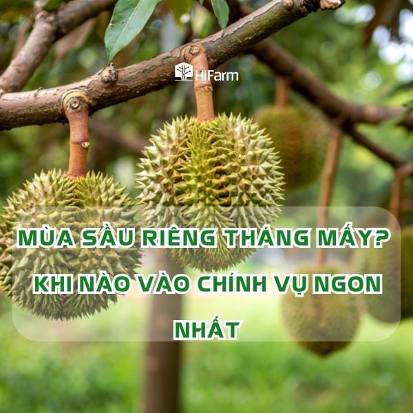 Mùa sầu riêng tháng mấy? Khi nào vào chính vụ ngon nhất